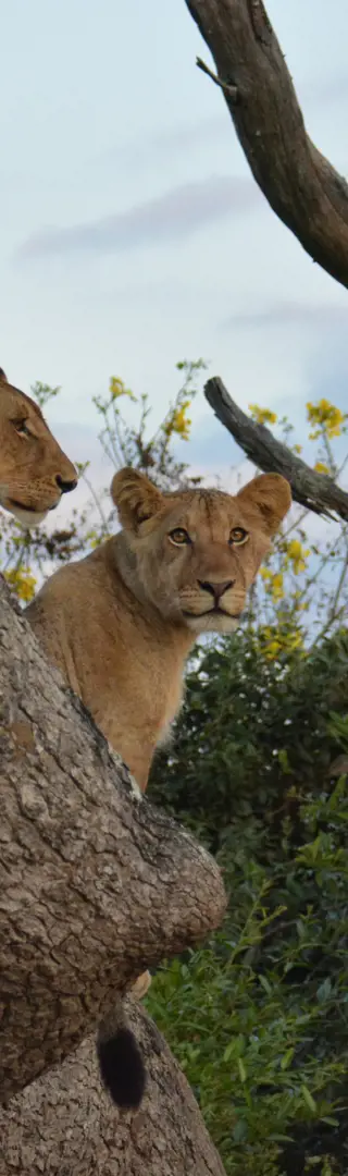 Weibchen und Jungtiere ...